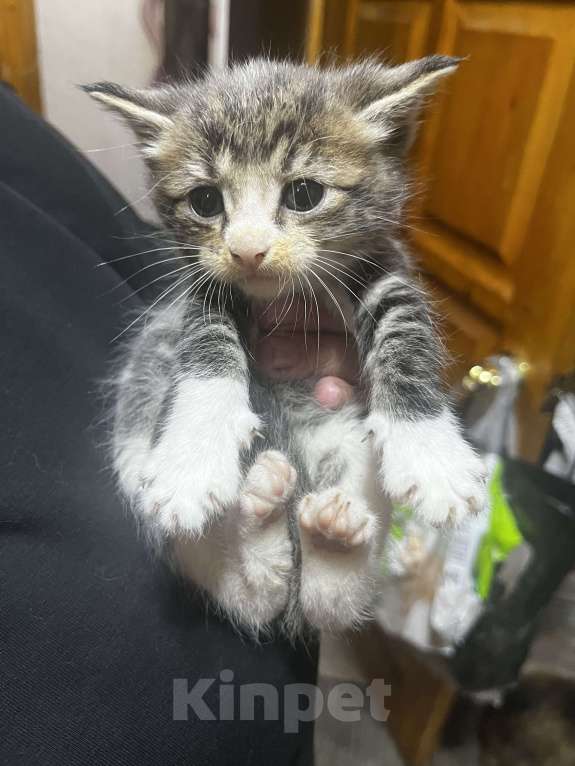 Кошки в Твери: Котята мейн-кун Девочка, 1 500 руб. - фото 2