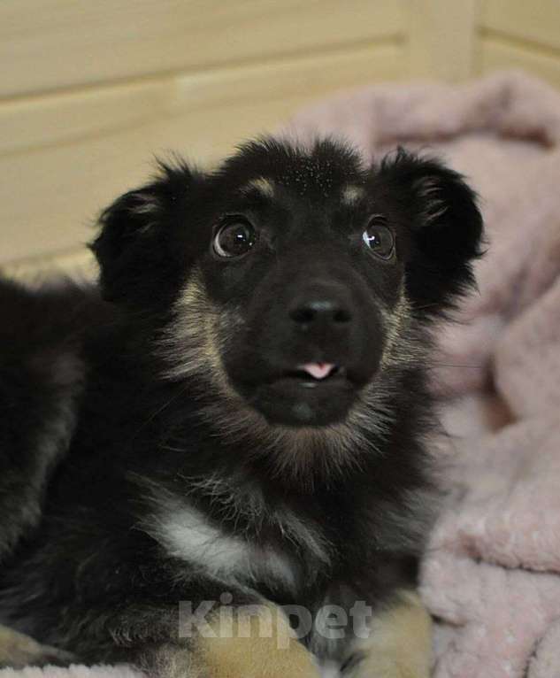 Собаки в Лосином-Петровском: Якутята из ледяного подъзда Девочка, Бесплатно - фото 5