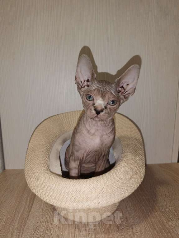 Кошки в Москве: Тигровая  Девочка, 45 000 руб. - фото 7