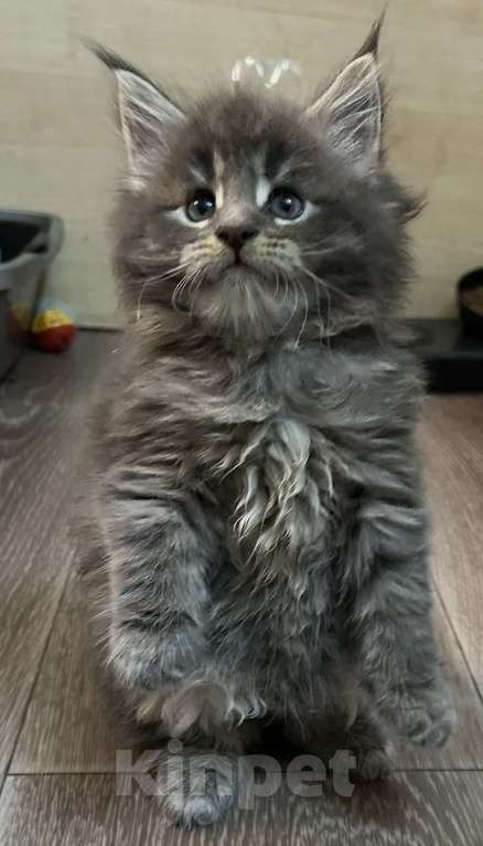 Кошки в Твери: мейн кун котята от чемпионов Девочка, 30 000 руб. - фото 3