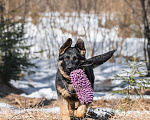 Собаки в других городах Московской области: Щенок немецкой овчарки рабочего разведения Девочка, 80 000 руб. - фото 4