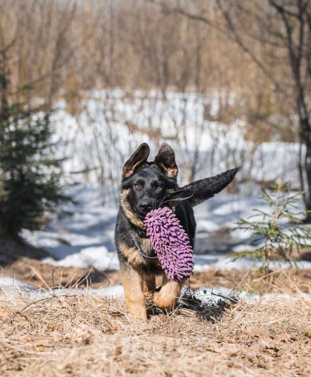 Собаки в других городах Московской области: Щенок немецкой овчарки рабочего разведения Девочка, 80 000 руб. - фото 4