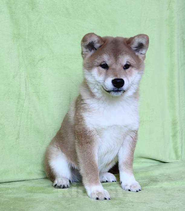 Собаки в Москве: Сиба ину. Мальчик -  3 мес. Мальчик, 50 000 руб. - фото 2