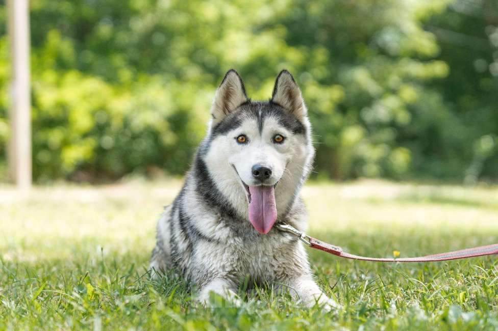 Собаки в Воскресенске: Байра в поисках дома! Девочка, Бесплатно - фото 9