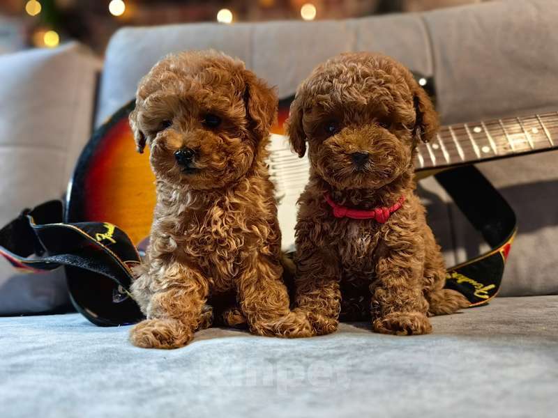 Собаки в Москве: Той-пудель щенок Девочка, 130 000 руб. - фото 3