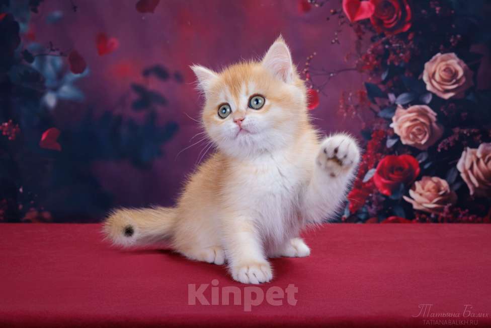 Кошки в Мытищах: Британская малышка золотая шиншилла Девочка, 39 000 руб. - фото 2