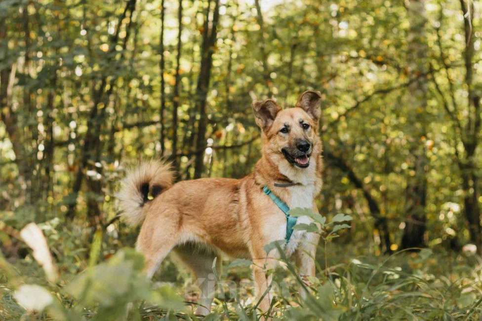 Собаки в Москве: Шарки ищет дом Девочка, Бесплатно - фото 4