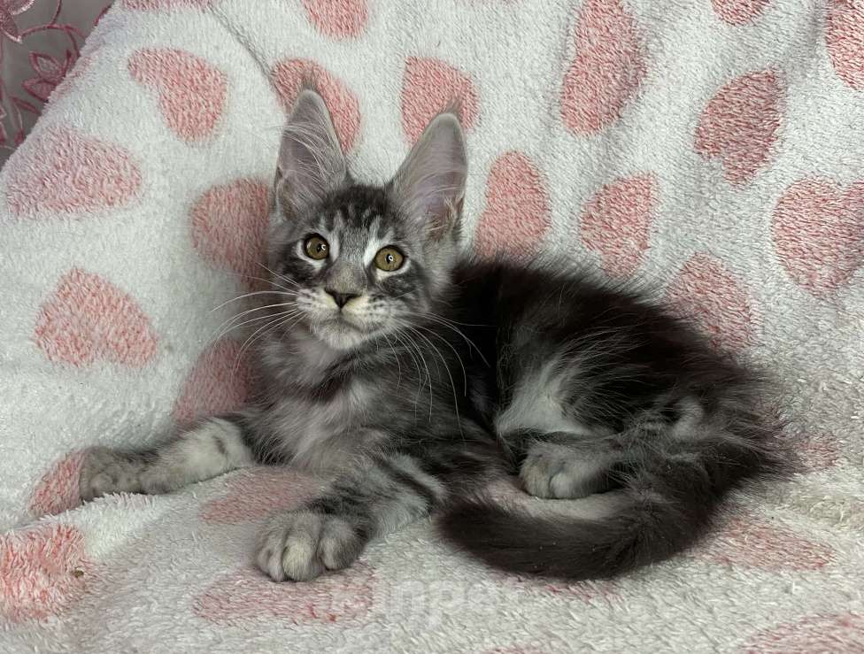 Кошки в Дмитрове: Черный серебристый мраморный мальчик мейн кун Zhan Мальчик, 40 000 руб. - фото 5