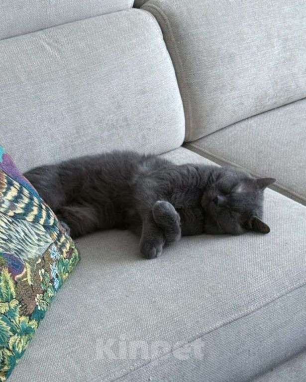 Кошки в Москве: Британского котика выкинули хозяева  Мальчик, Бесплатно - фото 2