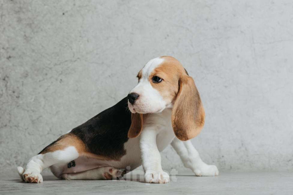 Собаки в Санкт-Петербурге: Высокопородные щенки Бигля  Девочка, 60 000 руб. - фото 6