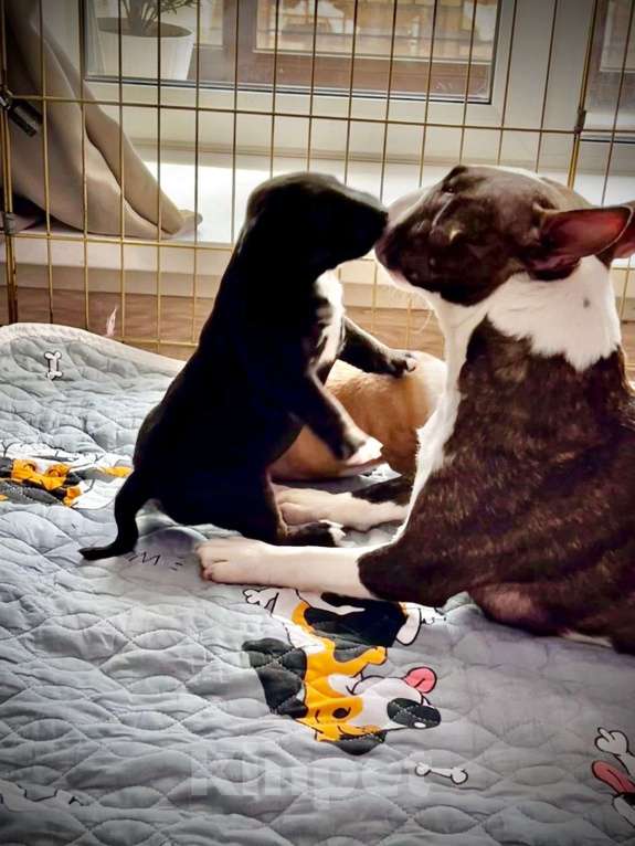 Собаки в Новосибирске: Щенки миниатюрного бультерьера Девочка, 90 000 руб. - фото 3