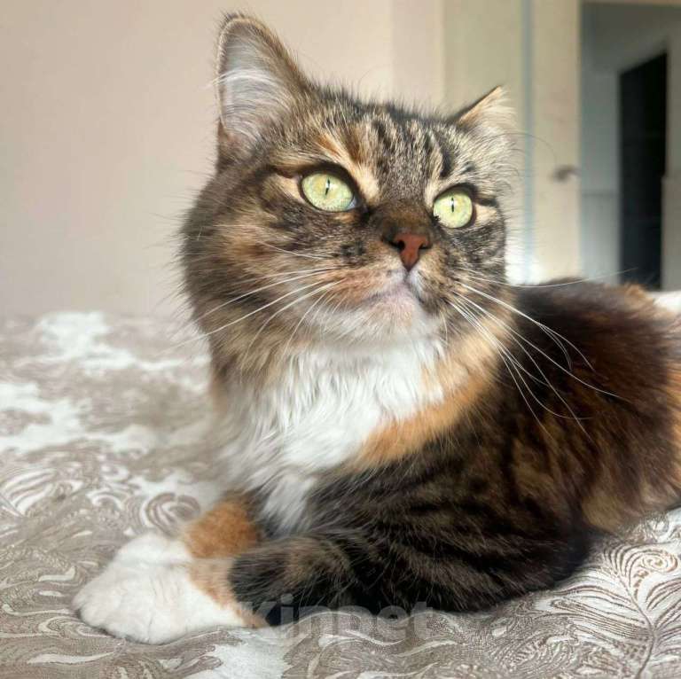 Кошки в Москве: Василиса осталась совсем одна, потеряв свою хозяйку 💔 Девочка, Бесплатно - фото 4