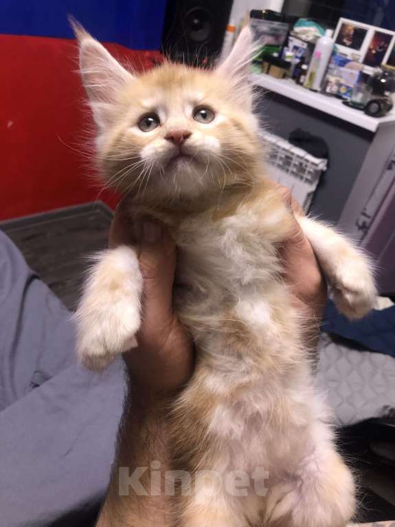 Кошки в Санкт-Петербурге: Полидакт Мальчик, 20 000 руб. - фото 2