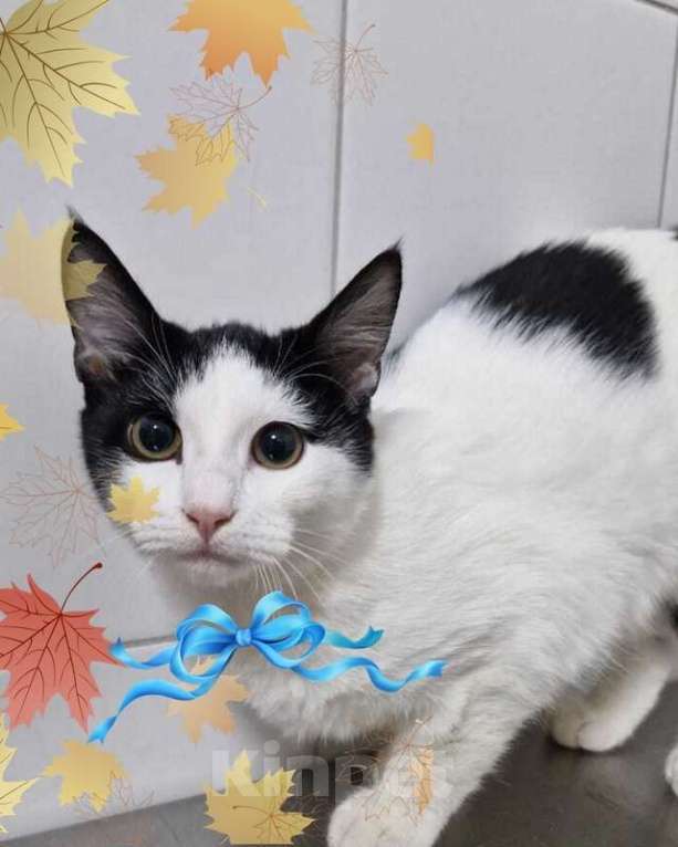 Кошки в Москве: Ласковее кота Вы не найдете точно! Мальчик, 1 руб. - фото 3
