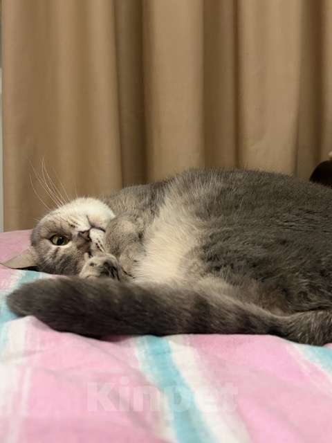 Кошки в Санкт-Петербурге: Шотландская прямоухая Юки, ищет новый дом Девочка, Бесплатно - фото 3