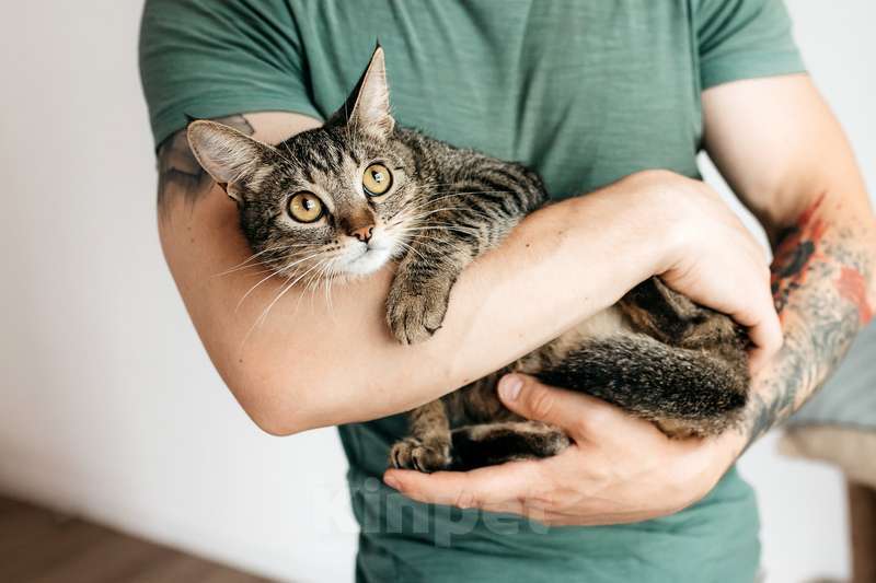 Кошки в Москве: Метис абиссинской породы Тасенька в добрые руки Девочка, 1 руб. - фото 5