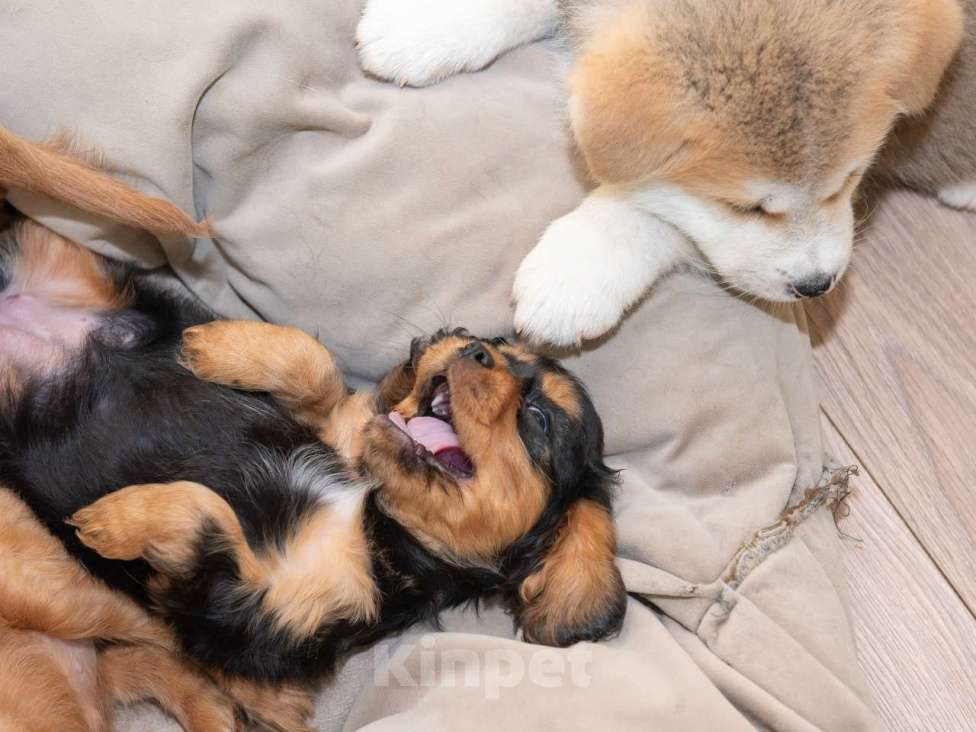 Собаки в Москве: Продаются очаровательные малыши Кавалер Кинг Чарльз Спаниель Мальчик, Бесплатно - фото 3