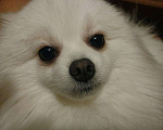 Собаки в Краснодаре: Вязка, 4 000 руб. - фото 2