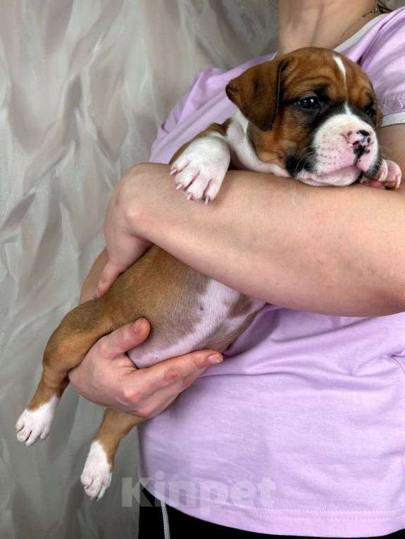 Собаки в Москве: Яркая красотка амстаффа Девочка, 80 000 руб. - фото 7