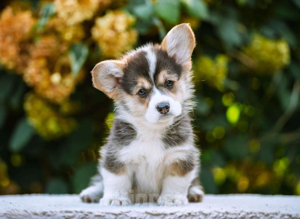 Собаки в Новосибирске: Вельш Корги Пемброк Динь-Динь Девочка, 65 000 руб. - фото 3