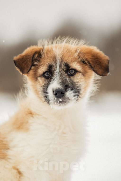 Собаки в других городах Московской области: Щенок в добрые руки Девочка, Бесплатно - фото 1