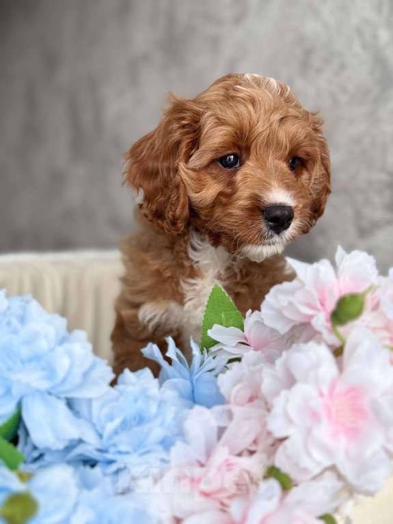 Собаки в Москве: Кавапу щенок Мальчик, Бесплатно - фото 5