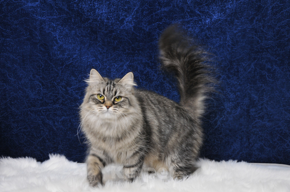 Кошки в Москве: Сибирская девушка Ханни. Девочка, 10 000 руб. - фото 3