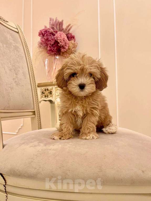 Собаки в Москве: Малыш Мальтипу f1 Мальчик, 110 000 руб. - фото 4