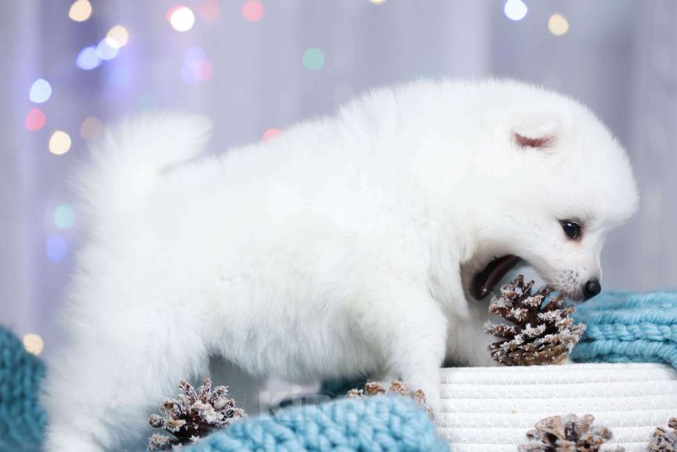 Собаки в Москве: Японский шпиц щенки РКФ  Девочка, 50 000 руб. - фото 5