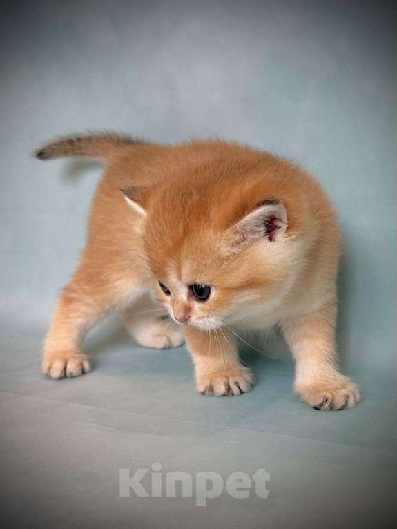 Кошки в Калуге: Британская золотая шиншилла Девочка, 45 000 руб. - фото 3