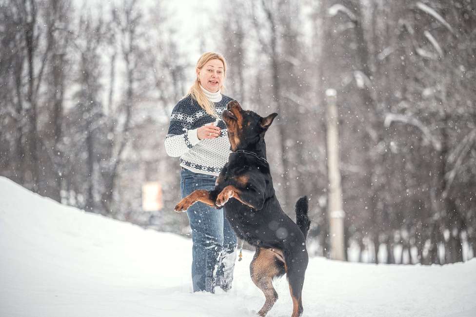 Собаки в Смоленске: Щенки ротвейлера Мальчик, 120 000 руб. - фото 9