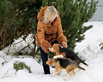 Собаки в Москве: щенки бигля из питомника Линус Юлиус Девочка, 50 000 руб. - фото 2