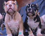 Собаки в Ангарске: Американский булли. Щенки Разнополые, 80 000 руб. - фото 2