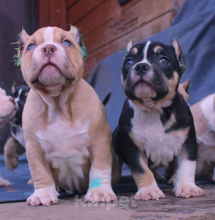 Собаки в Ангарске: Американский булли. Щенки Разнополые, 80 000 руб. - фото 2