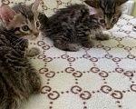 Кошки в Челябинске: Бенгальские котята  Мальчик, 1 000 руб. - фото 7