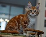 Кошки в Одинцово: Шаман Мальчик, 40 000 руб. - фото 4