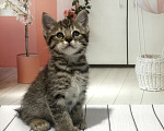 Кошки в Новосибирске: Пиксибоб девочка поли лапы короткий хвост короткая шерсть Девочка, 100 000 руб. - фото 10