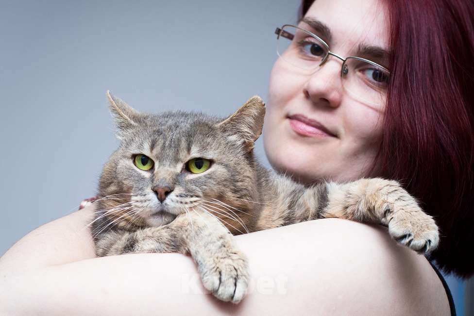 Кошки в Москве: САМЫЙ ручной кот Мальчик, Бесплатно - фото 4