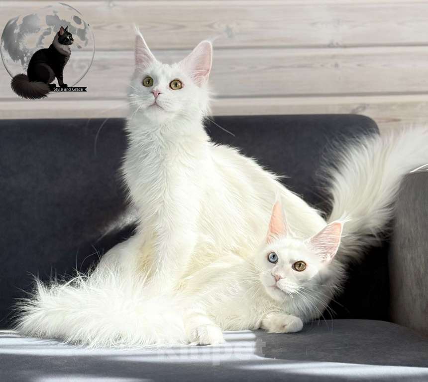 Кошки в других городах Московской области: 🤍ФИБИ🤍 Девочка, 30 000 руб. - фото 7
