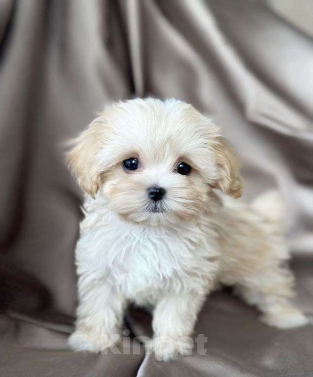 Собаки в Москве: Мальтипу мини мальчик Мальчик, 250 000 руб. - фото 4