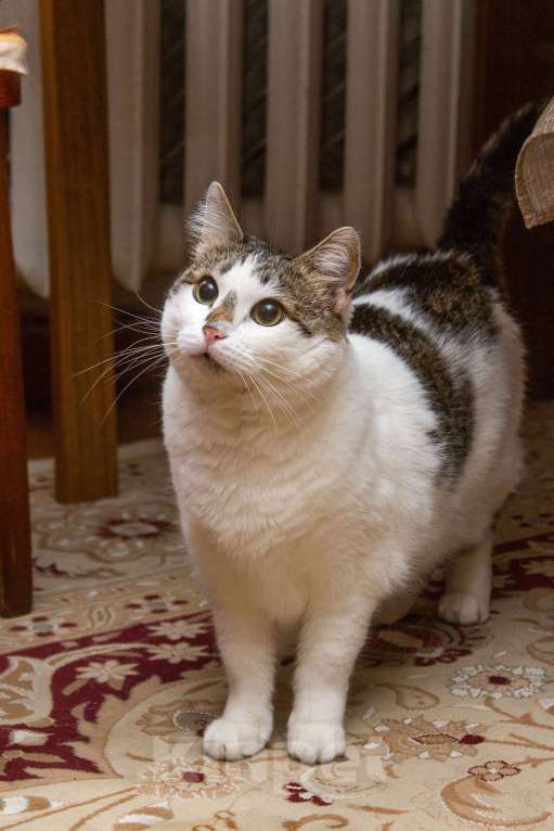 Кошки в Москве: Ищет свою семью плюшевая толстушка Веснушка!  Девочка, Бесплатно - фото 4