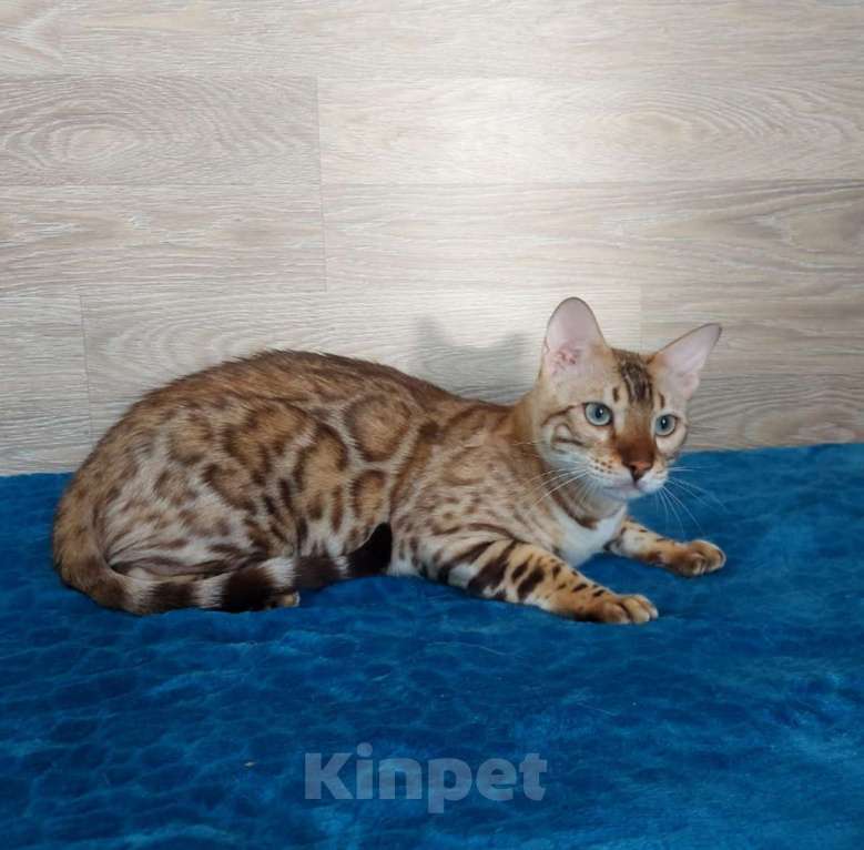 Кошки в Москве: Бенгальский молодой котик в снежном окрасе Мальчик, 5 000 руб. - фото 2