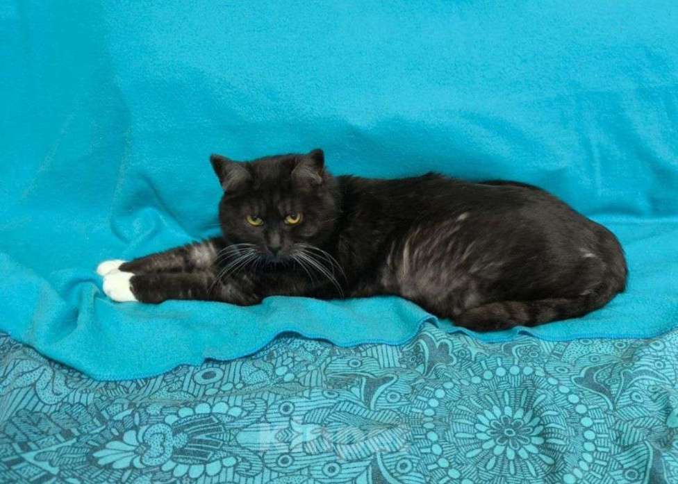 Кошки в Москве: Курочка ищет дом Девочка, Бесплатно - фото 2