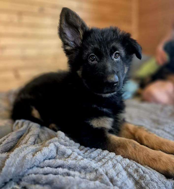 Собаки в других городах Московской области: Немецкая овчарка длинношёрстная Девочка, 55 000 руб. - фото 7