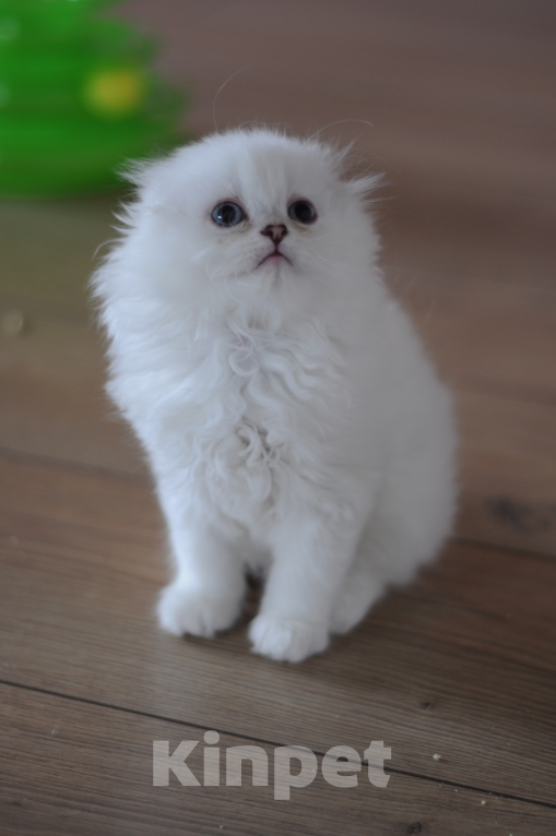 Кошки в Бахчисарае: Шотландский вислоухий длинношерстный котик Мальчик, 55 000 руб. - фото 3