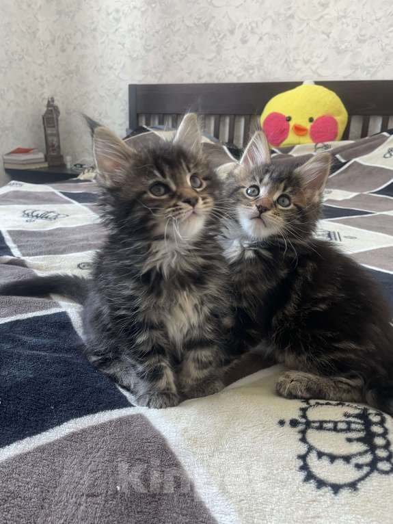 Кошки в Санкт-Петербурге: Мейн-кун чистокровные американцы Девочка, Бесплатно - фото 6