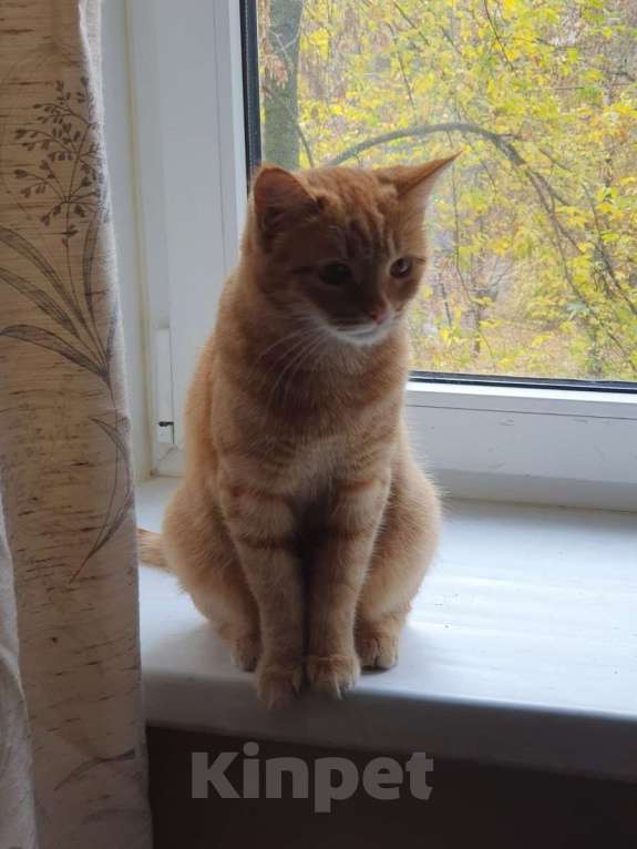 Кошки в Москве: Рыжая красавица Нюша в добрые руки! Девочка, Бесплатно - фото 5