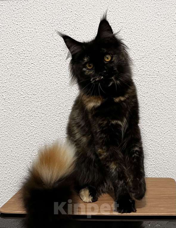 Кошки в Пятигорске: Питомник Affectionate miracle  Девочка, Бесплатно - фото 1