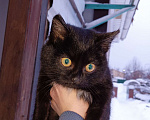 Кошки в Березовском: Котенок в добрые руки! Мальчик, Бесплатно - фото 1