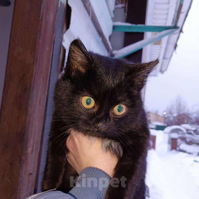 Кошки в Березовском: Котенок в добрые руки! Мальчик, Бесплатно - фото 1